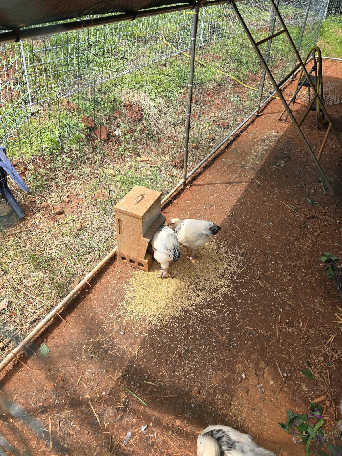 RentACoop 25lb Gravity-Fed Metal Trough Feeder with Lid & Rain Cover - Galvanized Steel, Gravity-Fed, Side View Window, Adjustable Grate for Easy Cleaning - Suitable for Chickens, Ducks, Poultry & More - 25lb Capacity customer photo 2