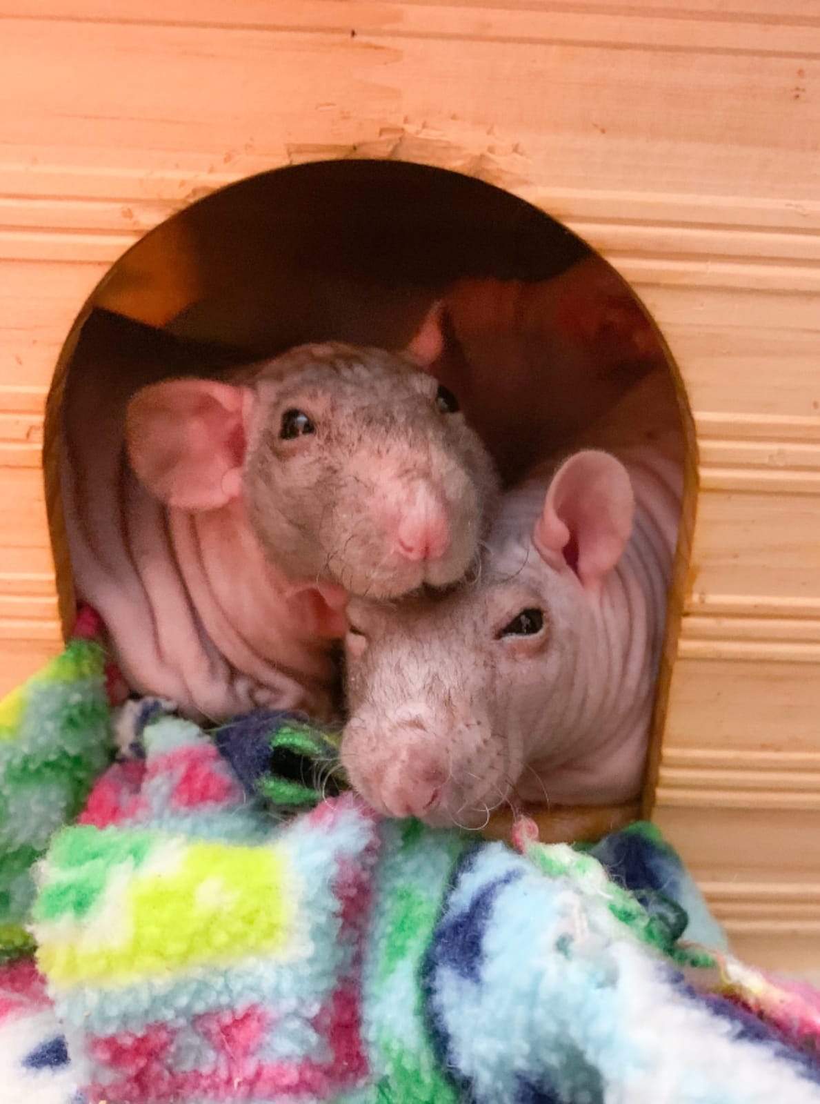 Niteangel Wood House with Window, Chinchilla and Guinea Pigs Hut Hideout customer photo 1
