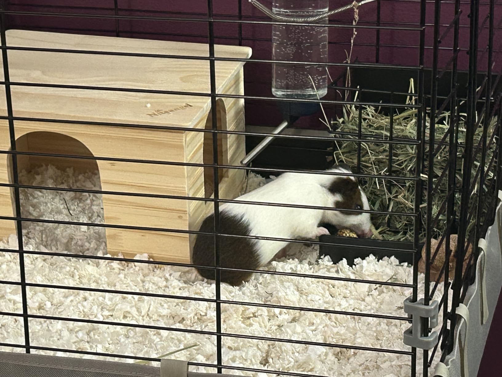 Niteangel Wood House with Window, Chinchilla and Guinea Pigs Hut Hideout customer photo 2