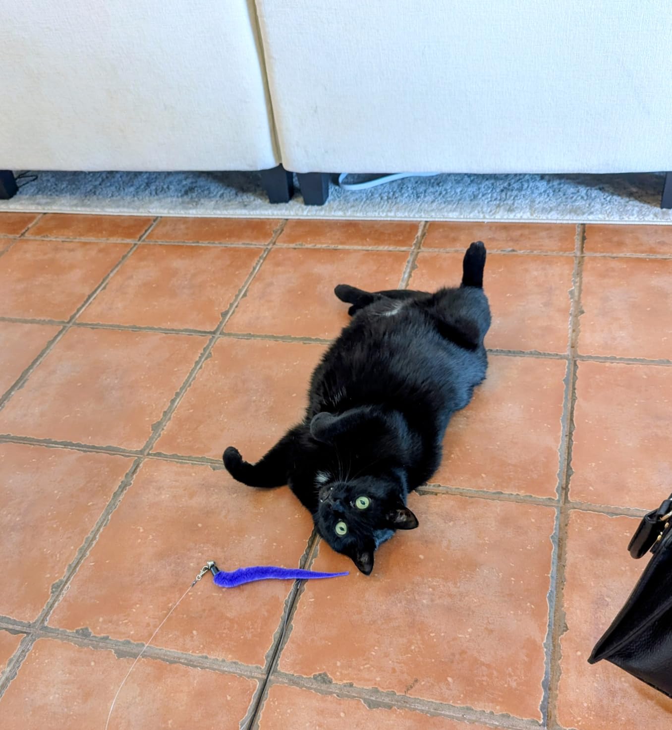 MeoHui Cat Toys for Indoor Cats, Interactive Cat Toy 2PCS Retractable Wand Toy and 9PCS Cat Feather Toys Refills, Funny Kitten Toys Cat Fishing Pole Toy for Bored Indoor Cats Chase and Exercise customer photo 2