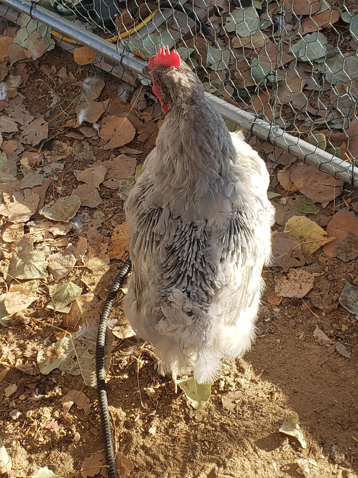 Pampered Chicken Mama Molting Supplement for Chickens: Fluffiest Feathers Ever (2 pounds) customer photo 1