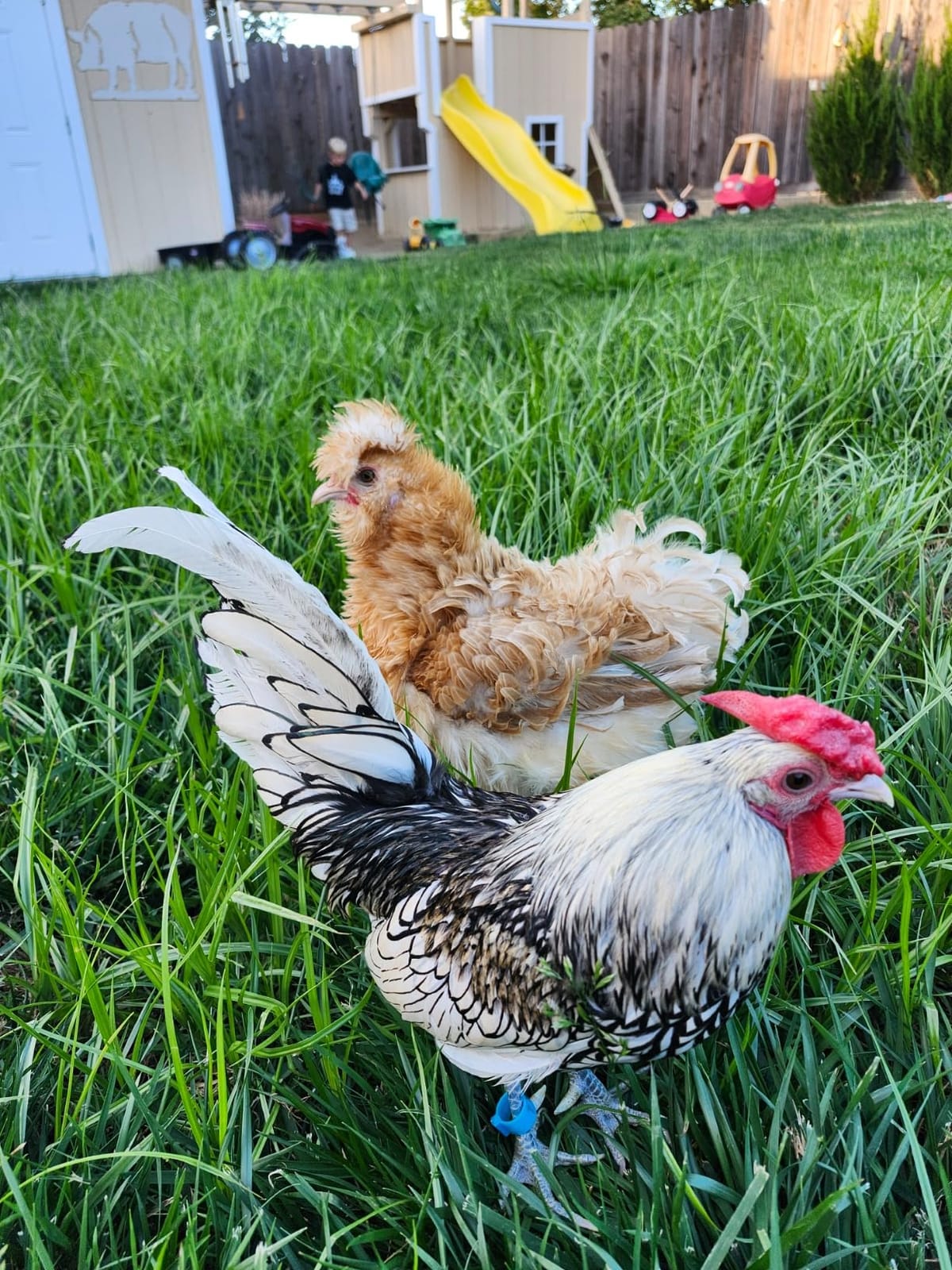 Pampered Chicken Mama Molting Supplement for Chickens: Fluffiest Feathers Ever (2 pounds) customer photo 2