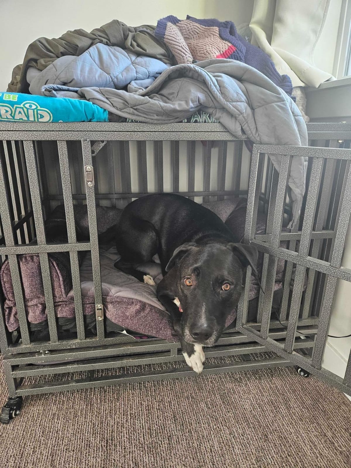 LUCKUP 38 Inch Heavy Duty Dog Cage Metal Kennel and Crate for Large Dogs,Easy to Assemble Pet Playpen with Four Wheels,Black … … customer photo 1