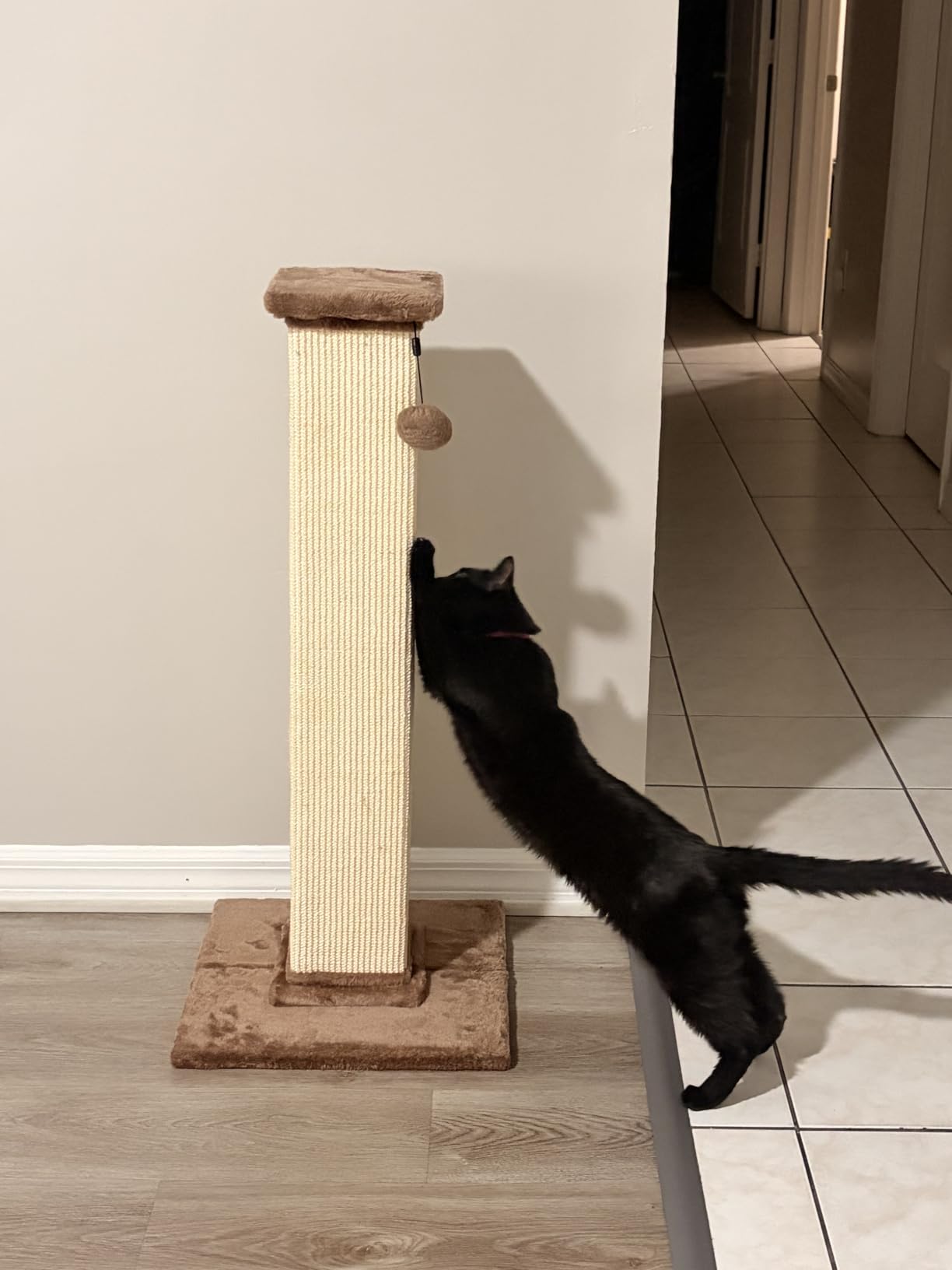 Amazon Basics Sturdy Cat Scratching Post for Indoor Cats & Kittens, Classic Single Post with Sisal Rope, Jute Fiber, Wood Base, Large (35.4