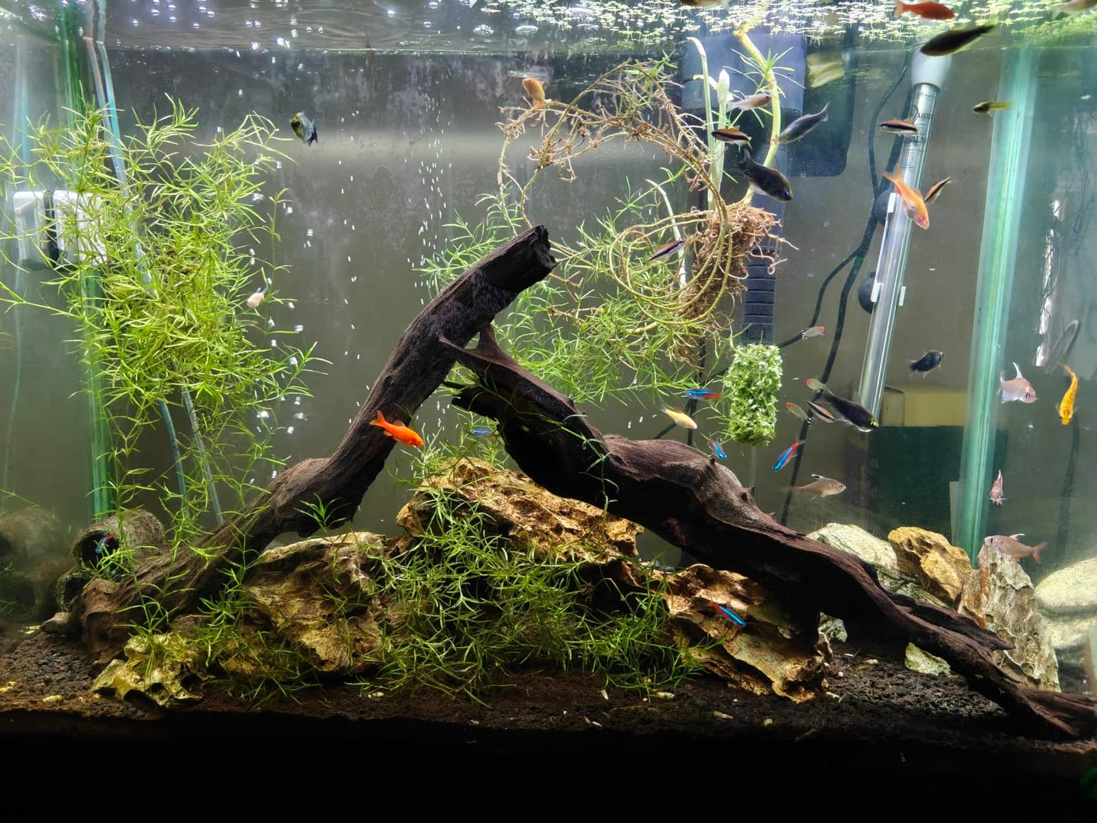 AQUANEAT LED Aquarium Light Full Spectrum 12 Inch Fish Tank Light Fresh Water customer photo 2