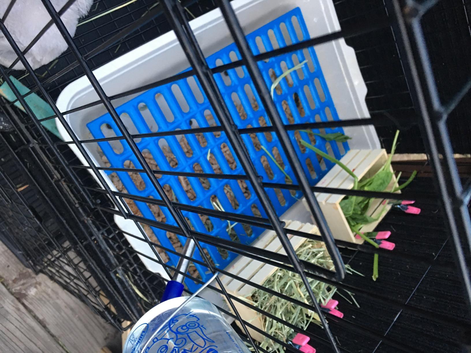 Planet Rabbit Premium Plastic Rabbit Cage Mats (Blue, 1 Pack) | 15x10 Mat | Heavy Duty ABS Plastic Wire Floor Protectors | Prevent Sore Hocks & Feet for Bunnies customer photo 2
