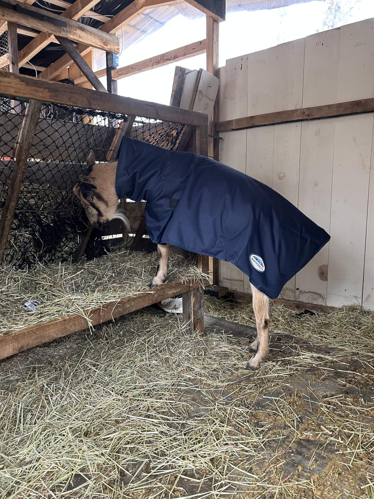 WeatherBeeta Goat Coat with Neck, Navy, Small customer photo 2