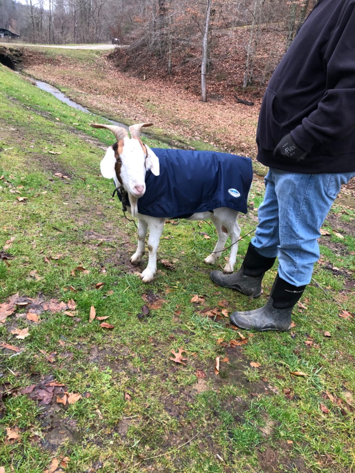 WeatherBeeta Goat Coat, Navy, Extra Small customer photo 1