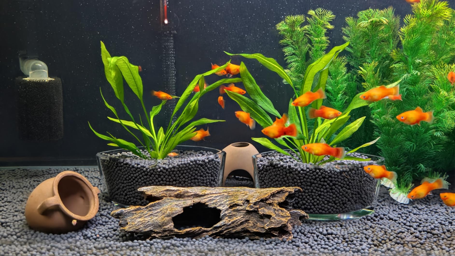 Aqueon Plant and Shrimp Aquarium Substrate, Aqua Soil for Fish Tanks, 5 Pounds customer photo 1