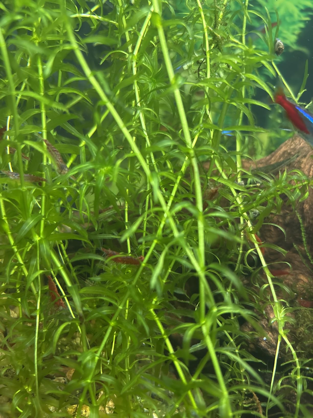 Aqueon Plant and Shrimp Aquarium Substrate, Aqua Soil for Fish Tanks, 5 Pounds customer photo 2