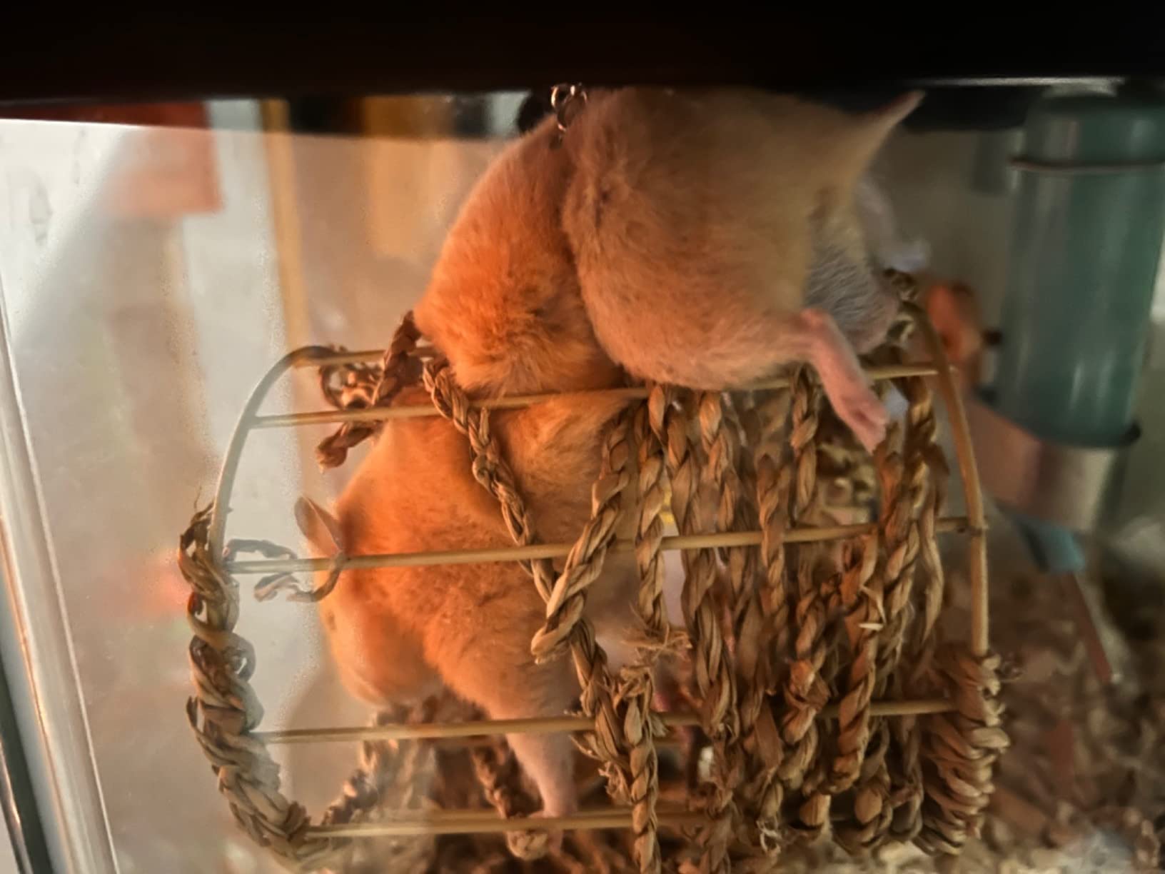 Hamiledyi Hamster Hanging Hammock 3 Piece Wooden Rat Ladder Swing Set Cage Clmbing Toys Accessories for Syrian Hamster Sugar Glider Bird Mice Playing Sleeping customer photo 1
