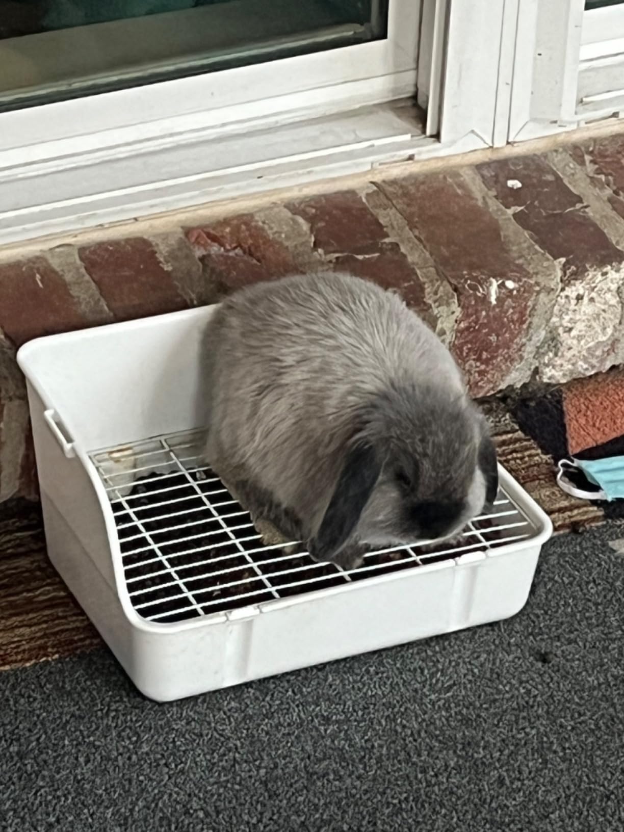 RUBYHOME Rabbit Litter Box Bunny Litter Box Guinea Pig Potty Trainer Corner Bedding Pet Potty Pan for Rabbit Guinea Pig Ferret Small Animal Cage Accessories customer photo 1