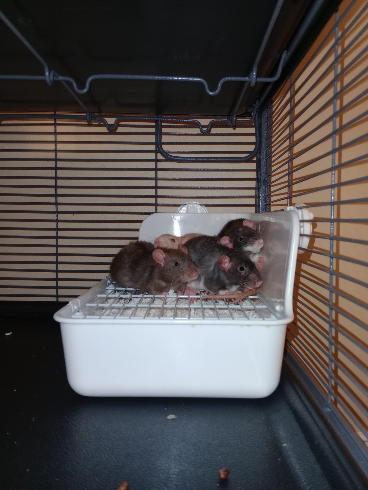 RUBYHOME Rabbit Litter Box Bunny Litter Box Guinea Pig Potty Trainer Corner Bedding Pet Potty Pan for Rabbit Guinea Pig Ferret Small Animal Cage Accessories customer photo 2
