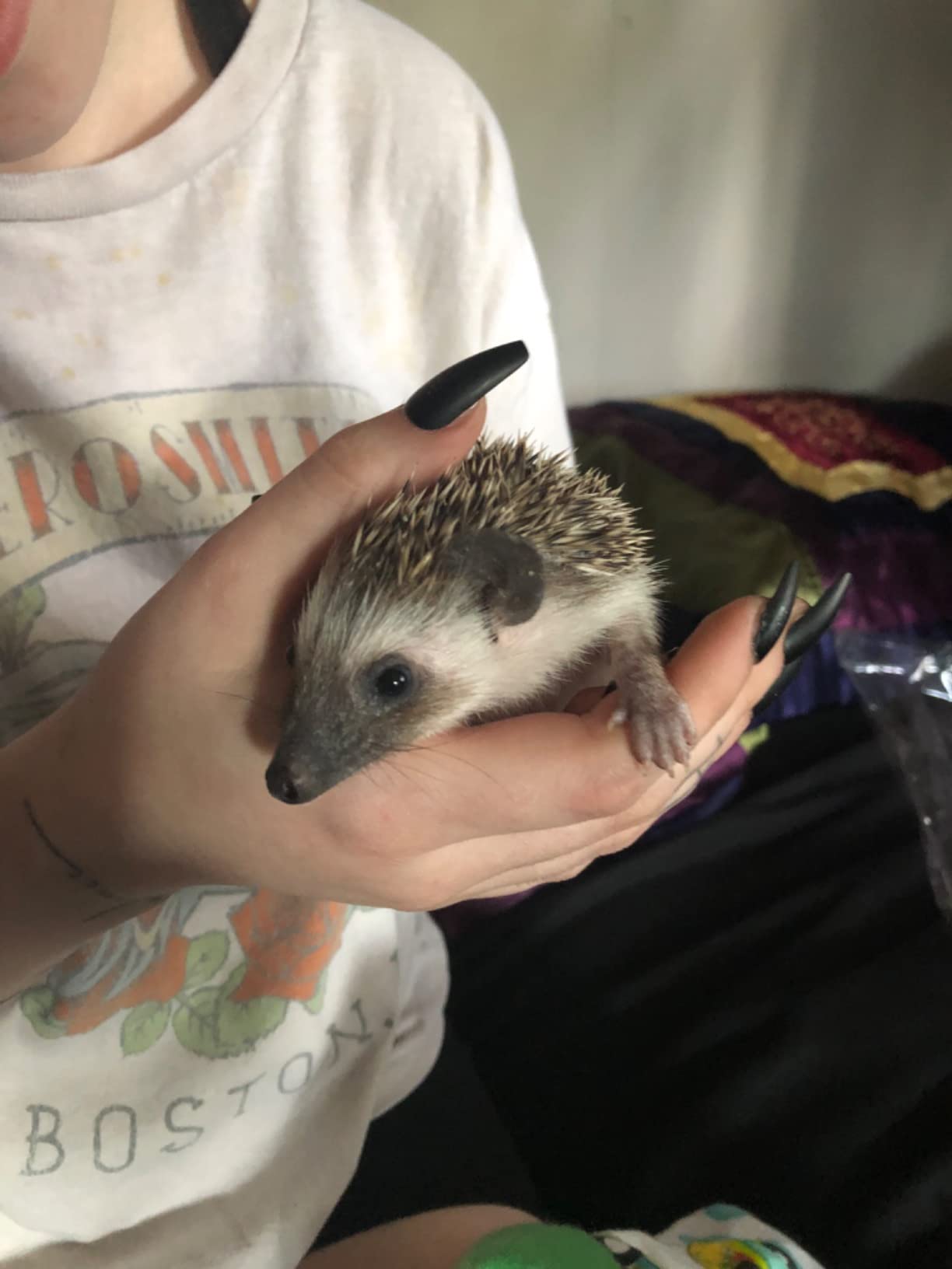 Exotic Nutrition Hedgehog Home & Starter Package - Includes Durable Cage, Exercise Wheel, Healthy Food, Natural Treat, Multi-Vitamin & Hideout customer photo 1