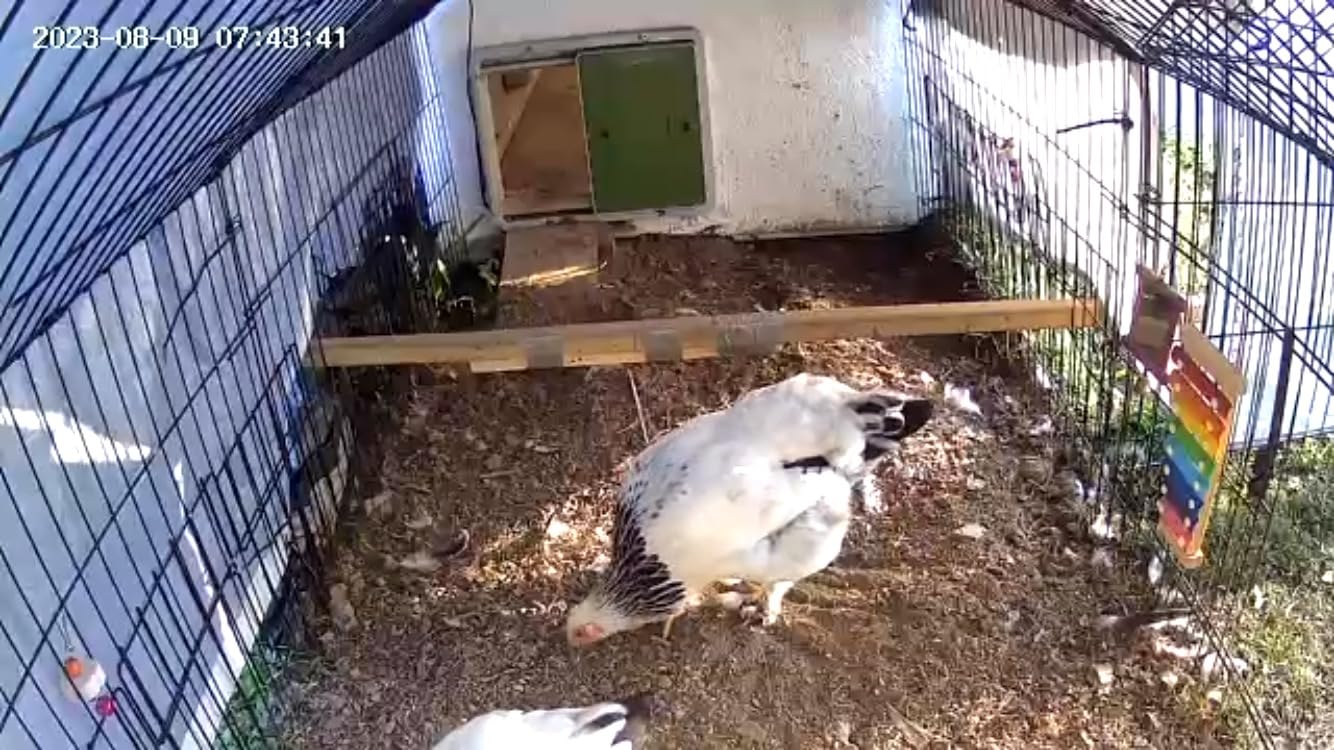 Omlet Automatic Chicken Coop Door Opener Operated by Light Sensor or Timer | Easy to Install, No Maintenance Required | Improves Coop Security and Insulation | Built-in Safety Sensors | Green customer photo 1