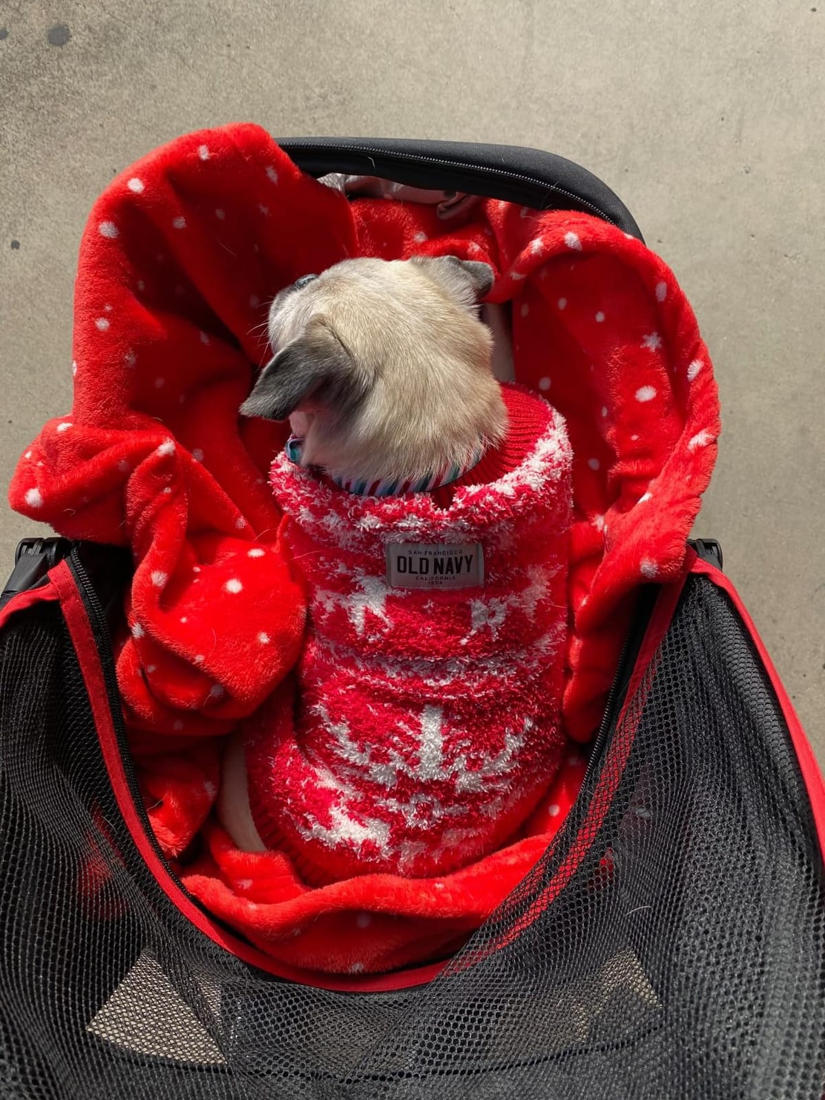 ROODO Escort 3 Wheel Dog Cat Pet Stroller for Small/Medium Dogs Cats Best Lightweight Foldable Portable Compact Jogger All Terrain Travel Pet Gear System Puppy Doggie Bunny Kitty Stroller(Grey) customer photo 1
