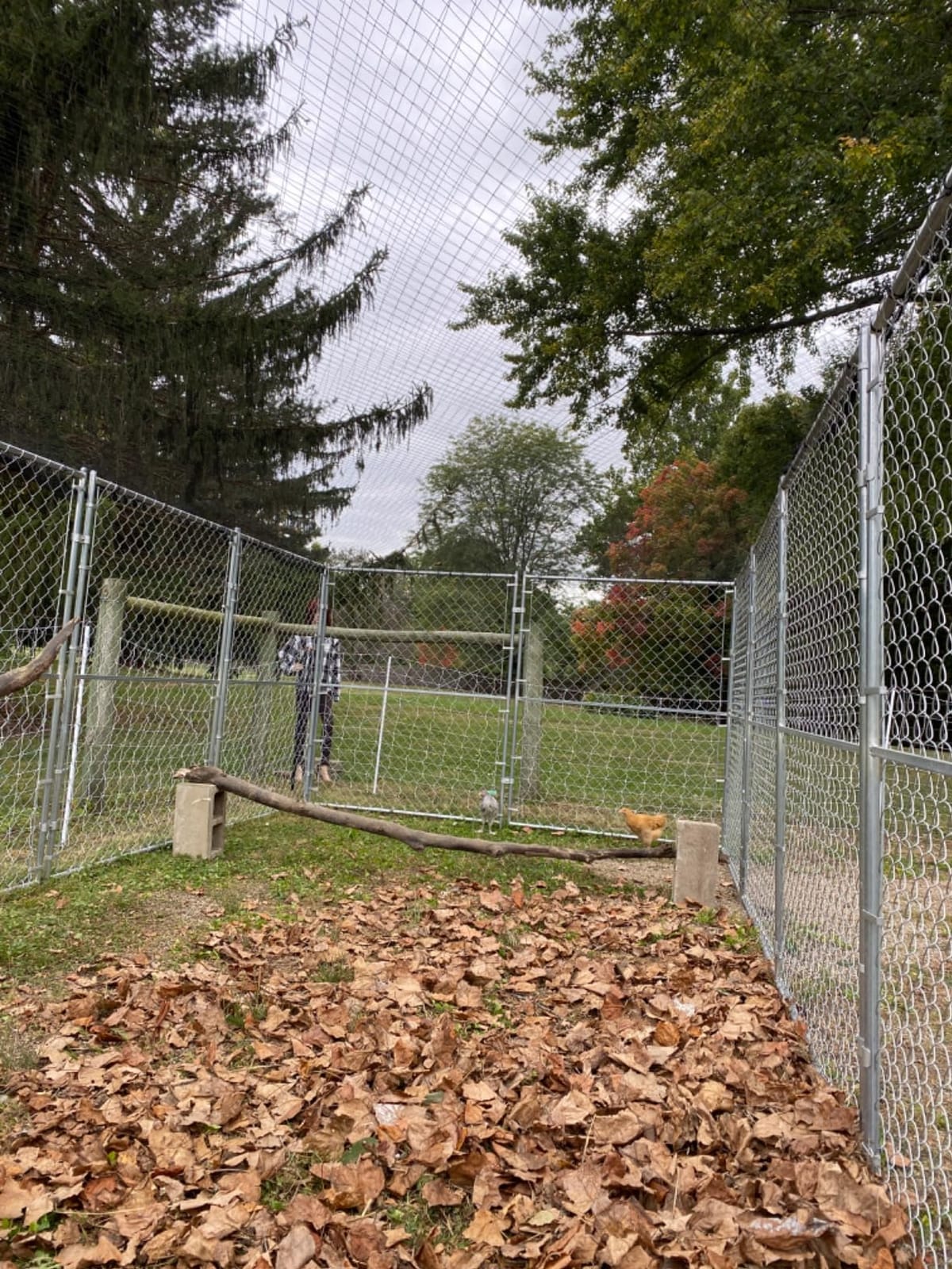 Heavy Duty Bird Netting for Chicken Coops & Runs | Tree & Garden Netting Mesh 1-1/2