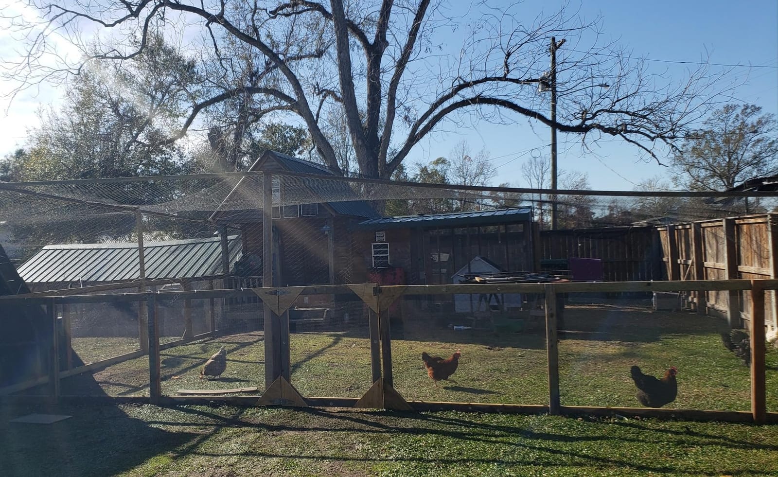 Heavy Duty Bird Netting for Chicken Coops & Runs | Tree & Garden Netting Mesh 1-1/2