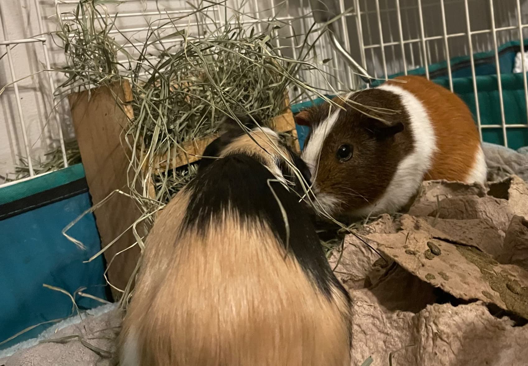 Oxbow Organic Meadow Hay, Rabbit & Guinea Pig Hay, High Fiber, 40 oz | Hand-Sorted, De-Dusted, Oxbow Hay, Organic, Bunny Hay For Rabbits, Guinea Pigs, Bunnies and Chinchillas, Made in USA customer photo 2