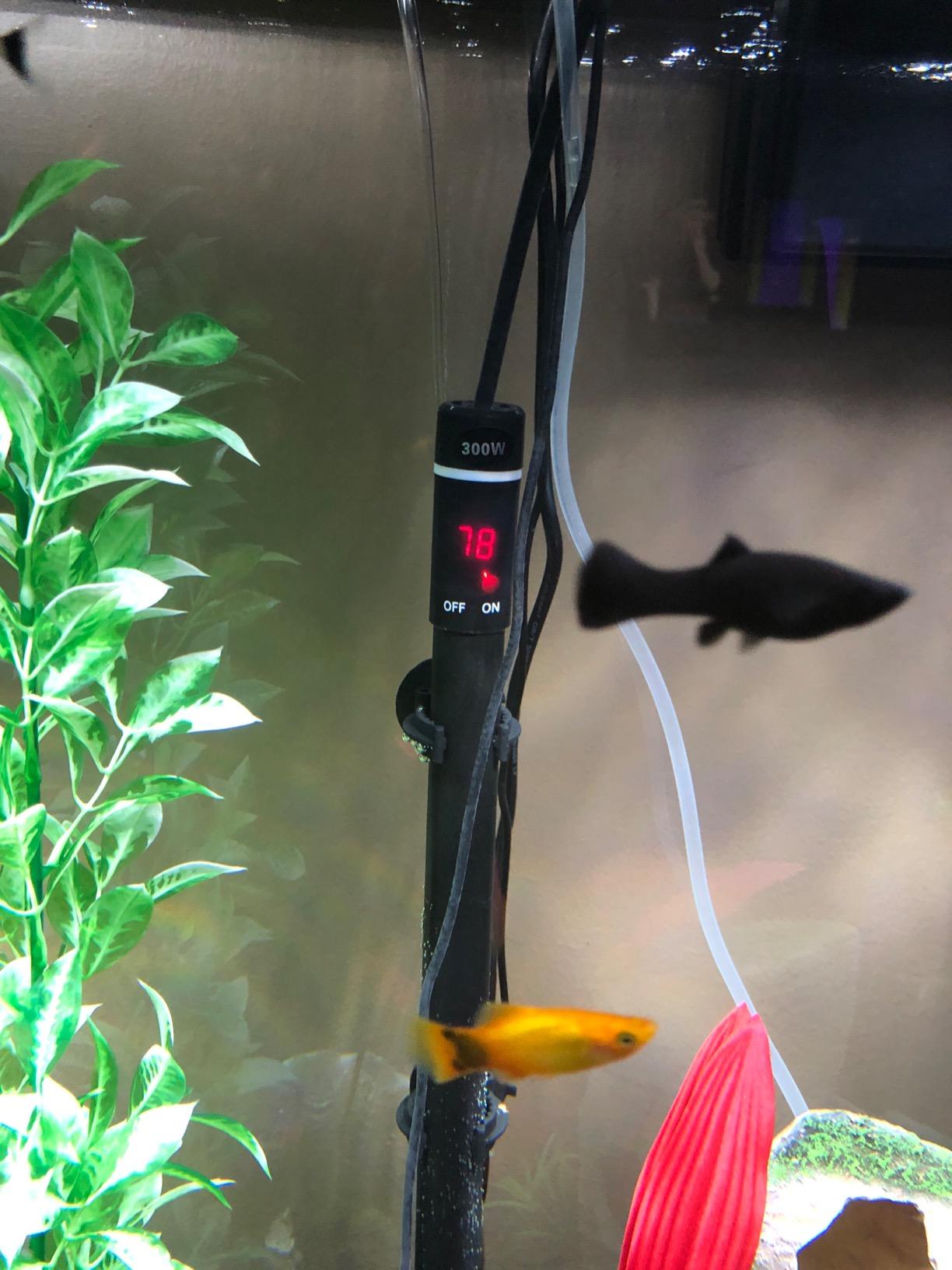 MQ Titanium Alloy 300W Aquarium Heater for Salt and Fresh Water, Digital LED Display Submersible Heater with External Thermostat Controller, for Fish Tank 50-60 Gallon customer photo 2