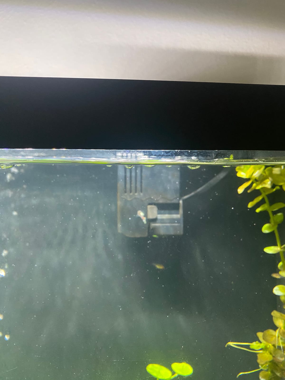 Seachem Tidal Power Aquarium Filter - 35 Gallon Large Fish Tank Filter,black customer photo 2