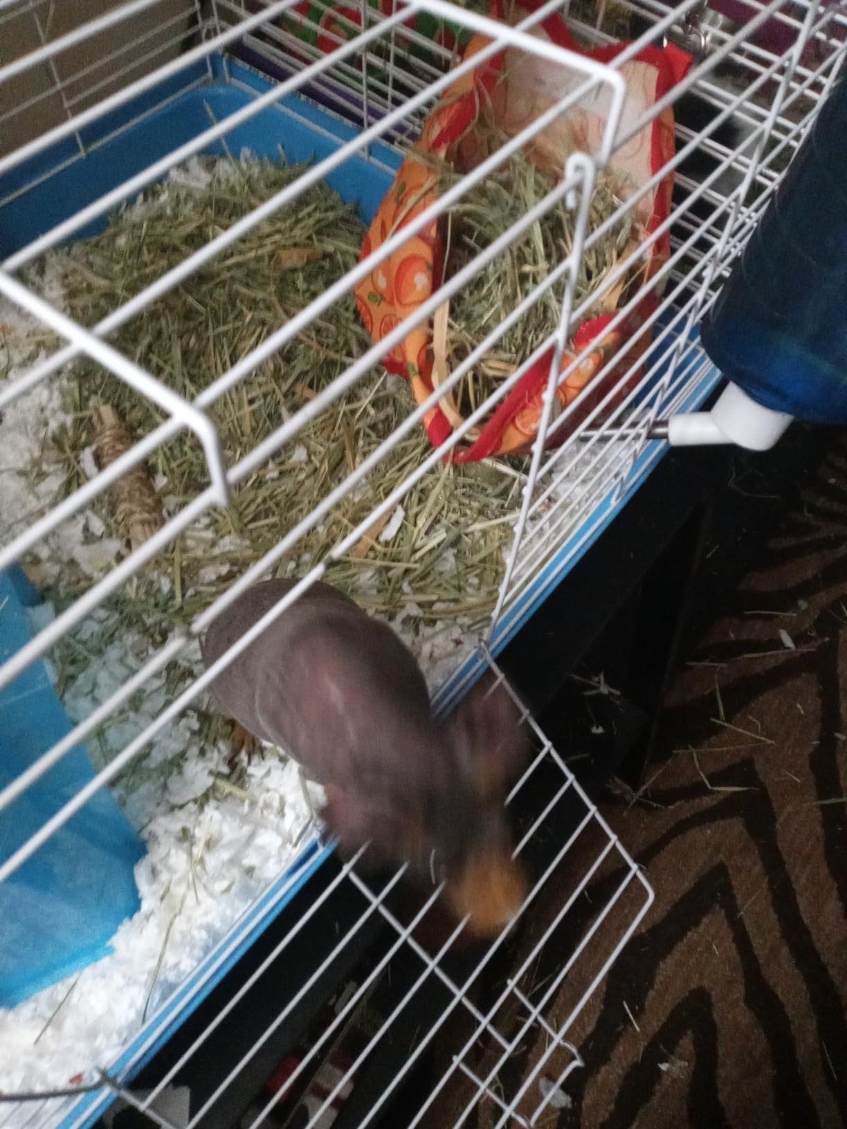 Kaytee 2nd Cut Soft and Lush Timothy Hay for Guinea Pigs & Rabbits customer photo 1