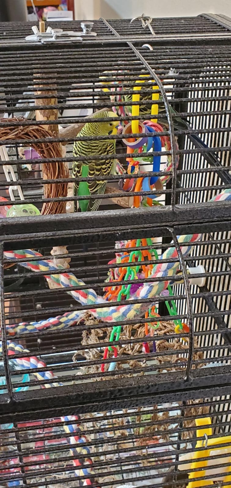 Bird Perch Nature Wood Stand for 3-4pcs Small Medium Parrots (S) customer photo 1