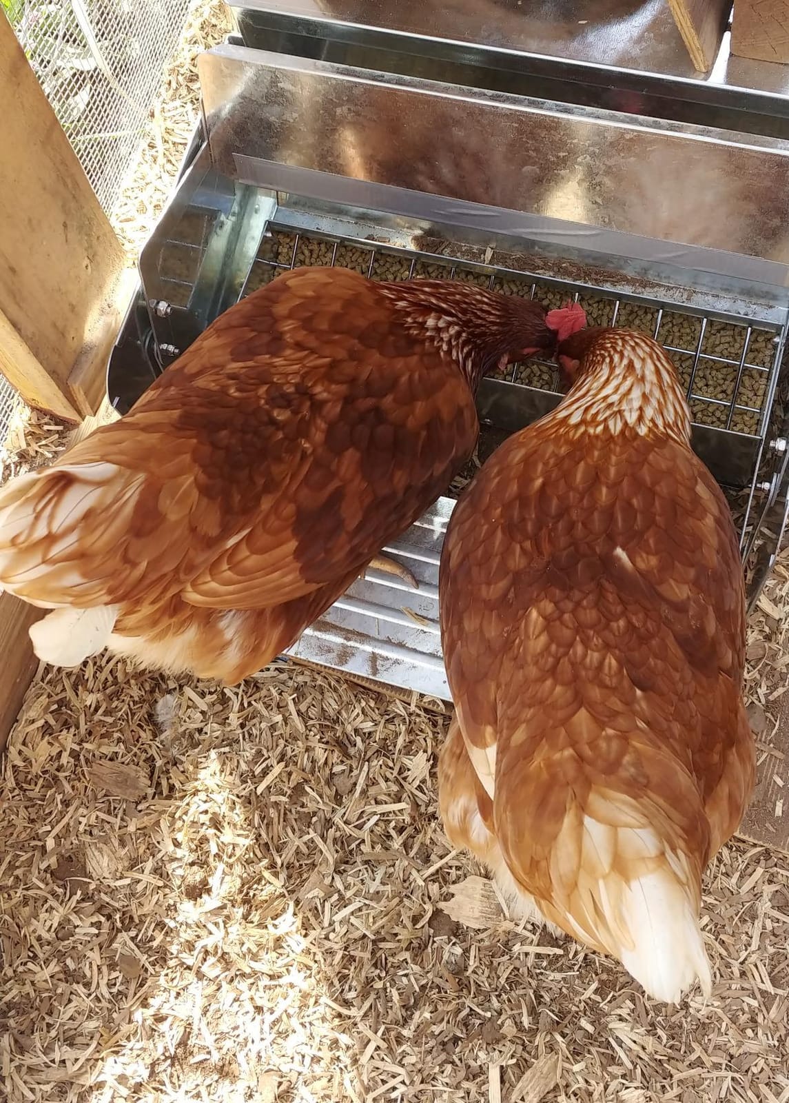 Yescom 26lbs Automatic Treadle Chicken Feeder Portable with Lock Rat Proof customer photo 2