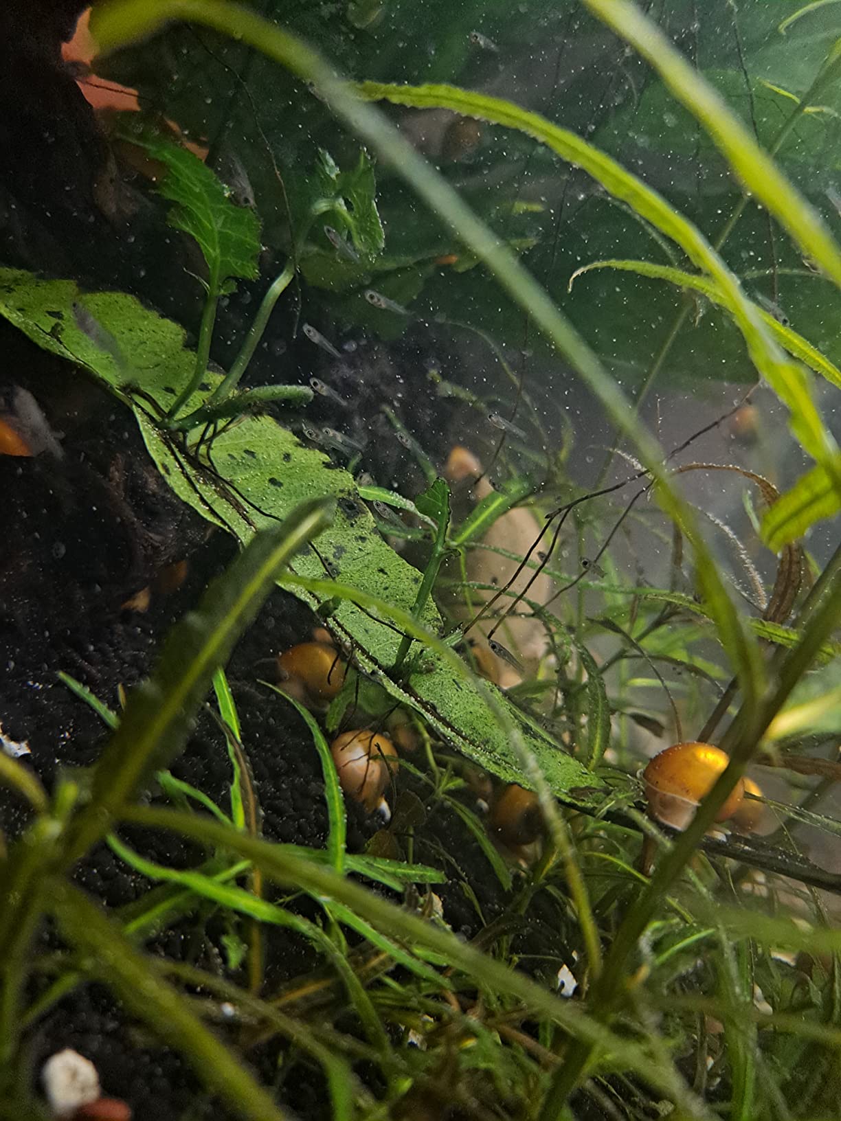 Ultra Fresh Baby Fish Food with 50% Sword Prawn Shrimp, Slow Sinking, Substitute for Brine Shrimp - For Fry Health and Cleaner Water customer photo 2