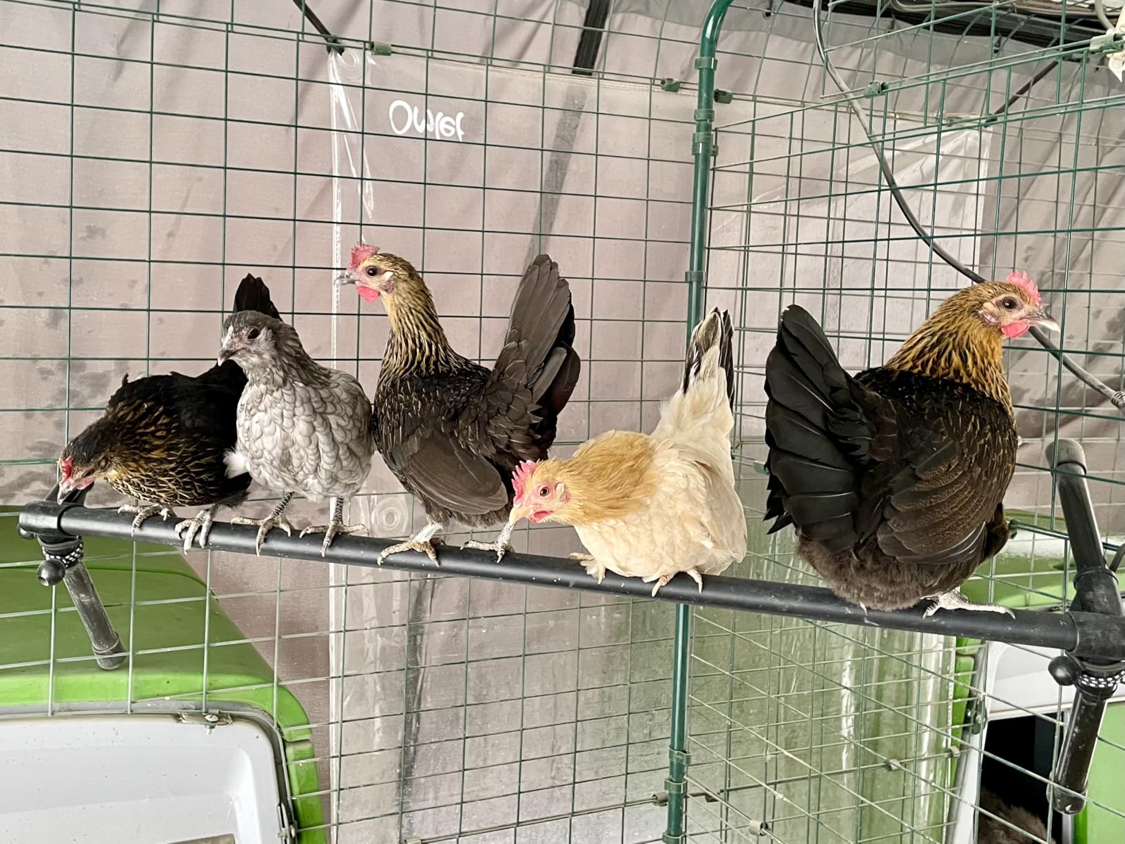 K&H Pet Products Thermo Heated Chicken Perch for Coop, Warming Chicken Heater, Prevents Frozen Toes, Warm Coop Accessories, Lamp Alternative, Safety Listed - Large 36