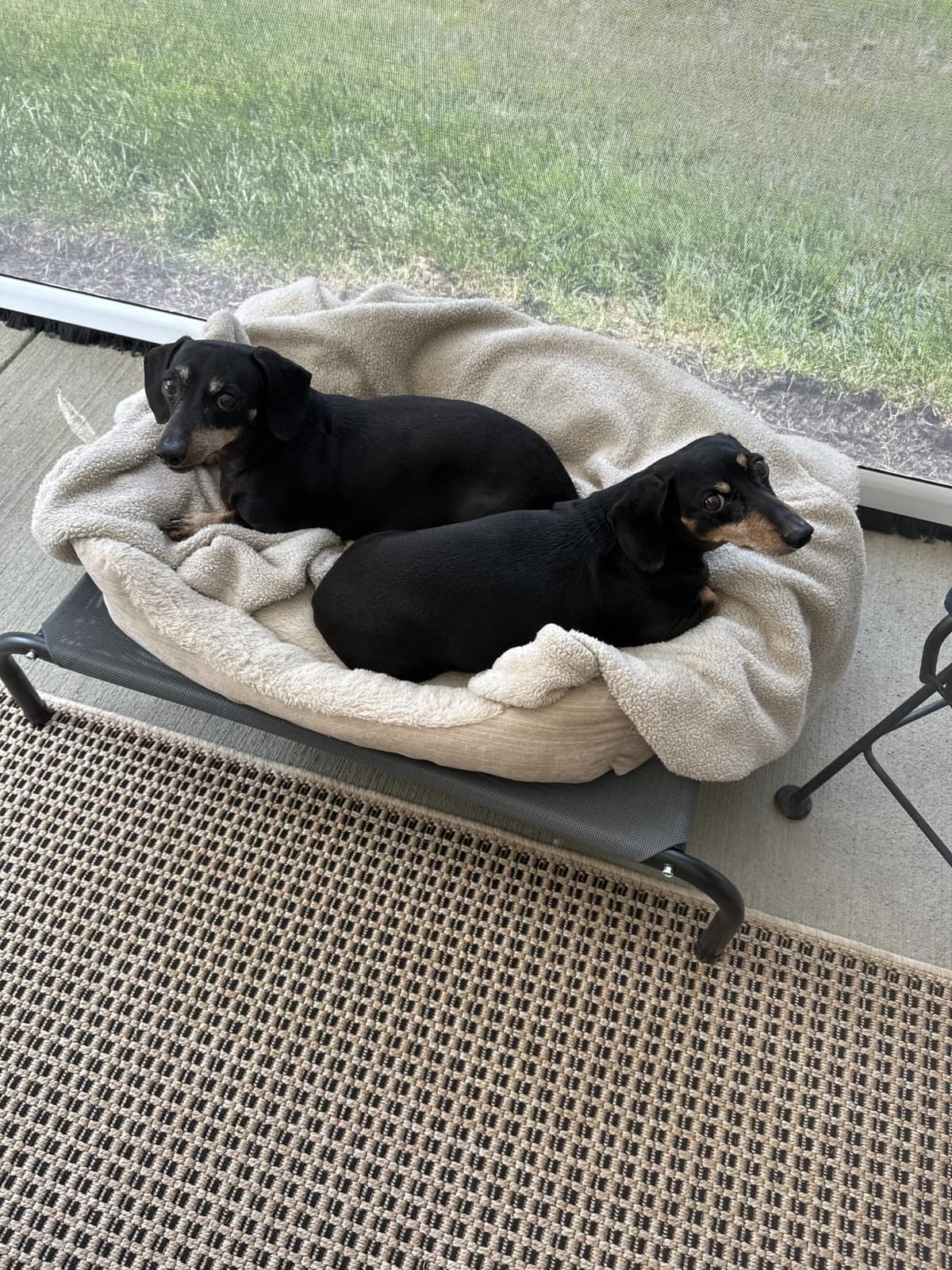 Bedsure Outdoor Elevated Cooling Dog Bed Large Sized Dog, 49in Grey customer photo 1