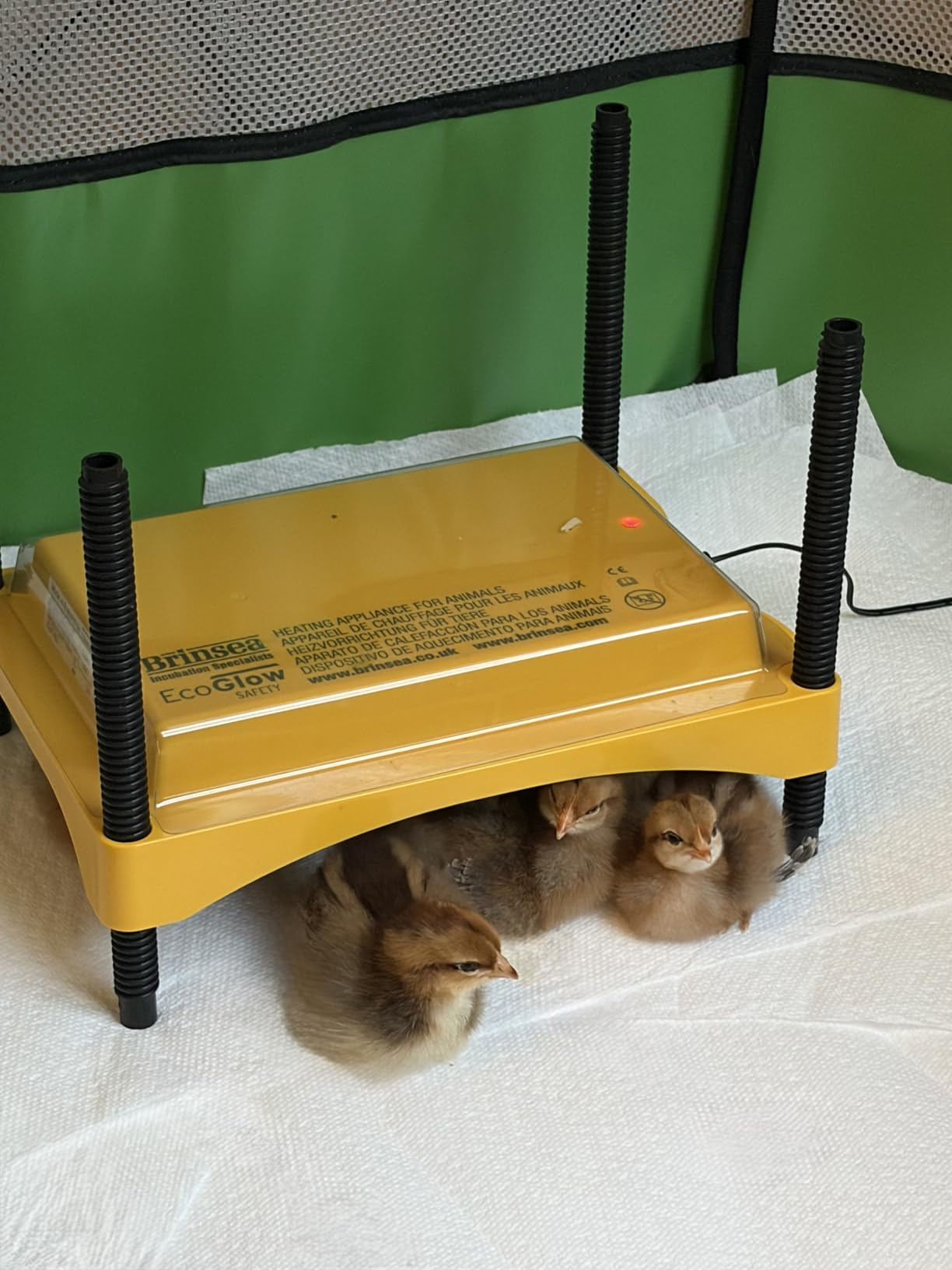 Brinsea Ecoglow Safety 1200 Chick or Duckling Brooder, Adjustable Height & Angle Brooder Plate, Ideal for Chicken Coops Poultry Heating with Safety Indicator, 18 Watts customer photo 2