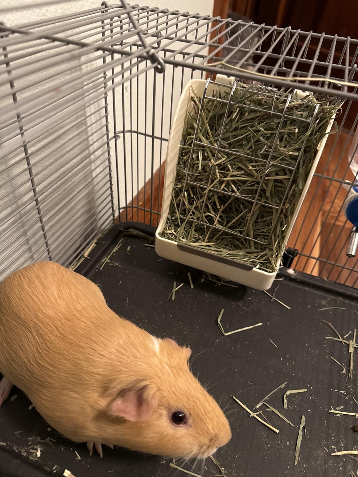CalPalmy Hay Feeder for Rabbits, Guinea Pigs, and Chinchillas - Minimize Waste and Mess with 5.5