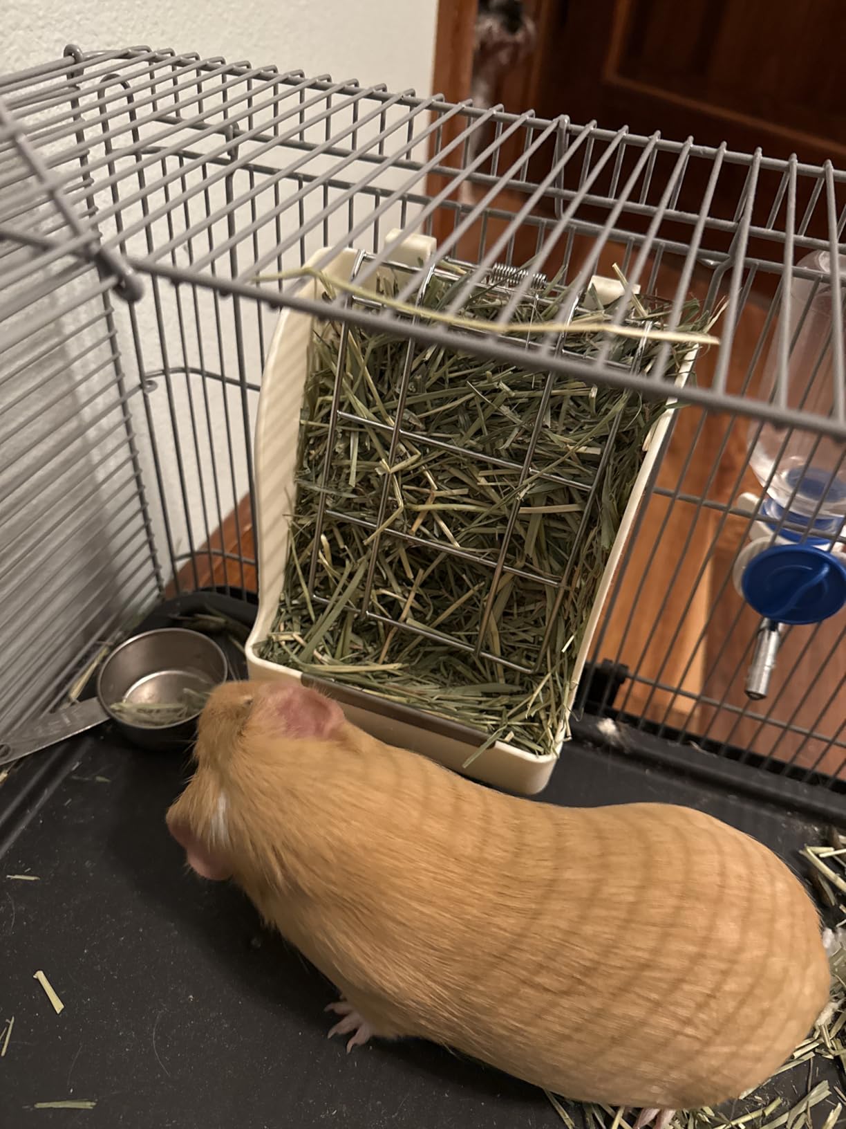 CalPalmy Hay Feeder for Rabbits, Guinea Pigs, and Chinchillas - Minimize Waste and Mess with 5.5
