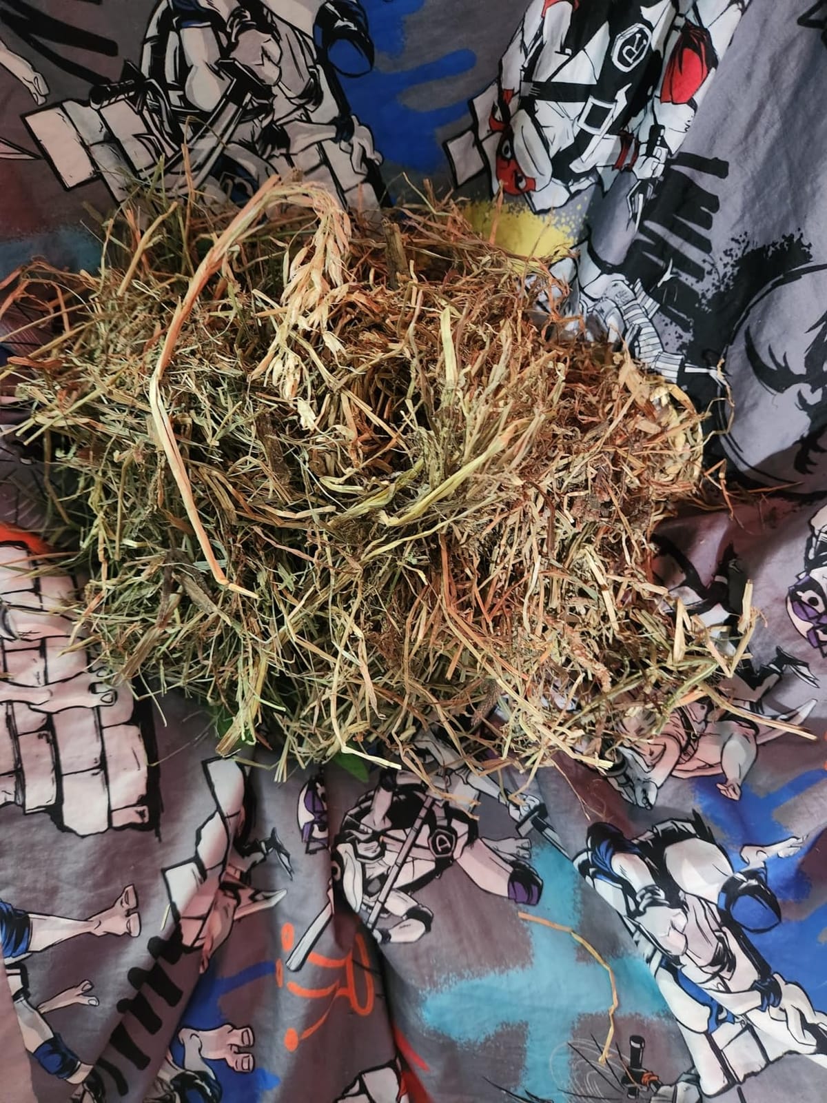 Kaytee 1st Cut Soft and Lush Timothy Hay for Guinea Pigs & Rabbits customer photo 1