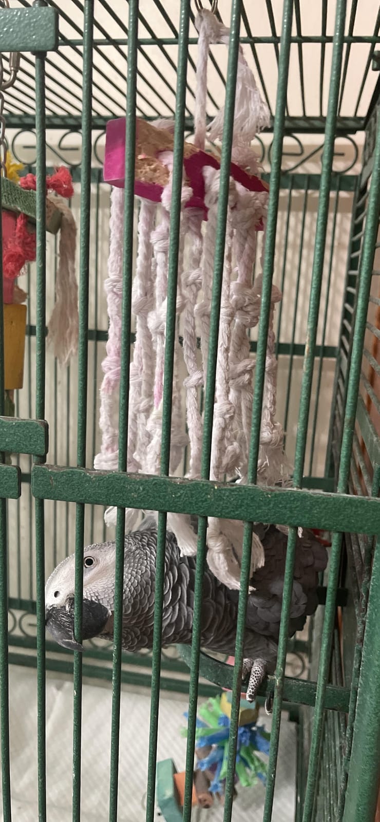 Rypet Large Parrot Cage Toy, Wood Rope Bite Toy for Cockatiels Conures - Natural Wood Blocks, Durable Rope, Cotton Knots for Chewing, Hanging Play for Large Birds customer photo 1