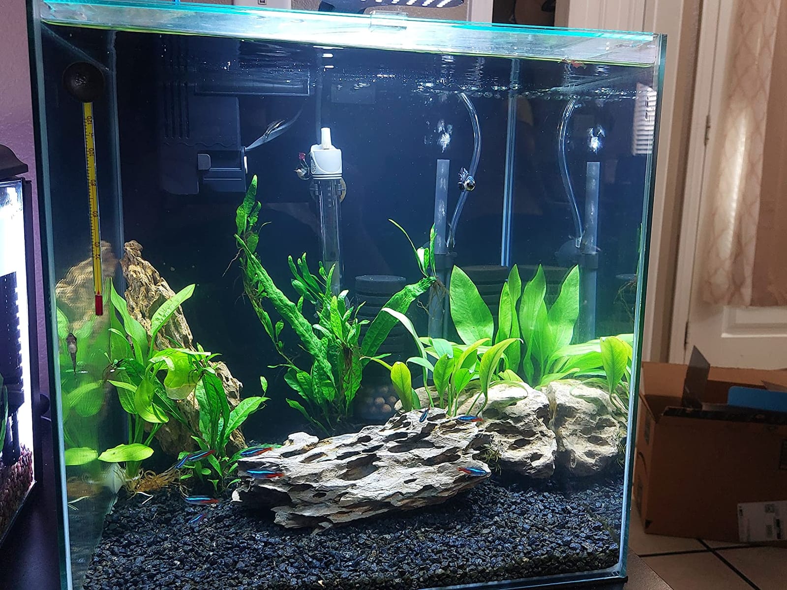 Hygger Aquarium Double Sponge Filter, Comes with 2 Spare Sponges, 1 Bag of Bio Ceramic Media Balls, Quiet Submersible Foam Filter for Fresh Water and Salt-Water Fish Tank (S) customer photo 1