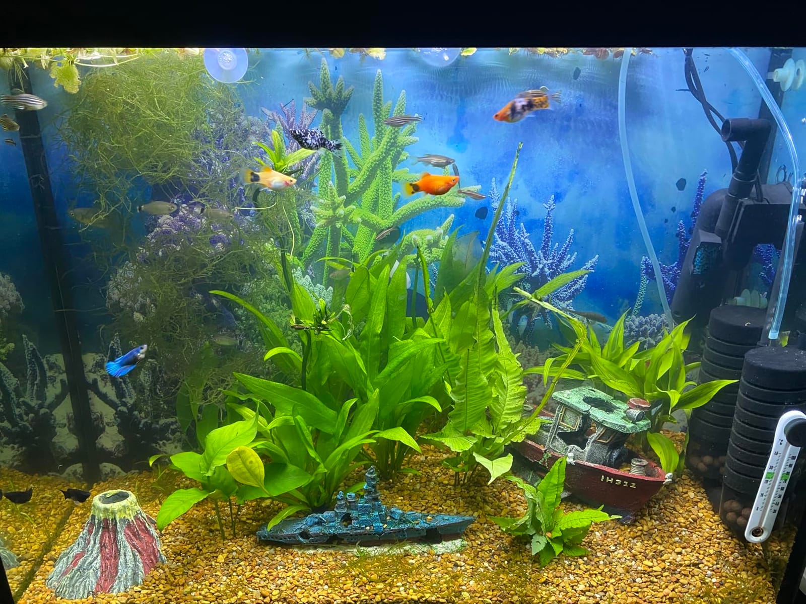 hygger Aquarium Double Sponge Filter for Fresh Water and Salt-Water Fish Tank (M) customer photo 2