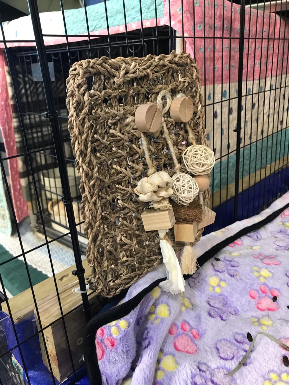 Oxbow Play Wall, Rabbit & Guinea Pig Toys, Guinea Pig Accessories, Small | Woven Play Wall For Rabbits, Guinea Pigs, Hamsters, Chinchillas & Rats, Bunny Enrichment Toys, Guinea Pig Enrichment customer photo 2