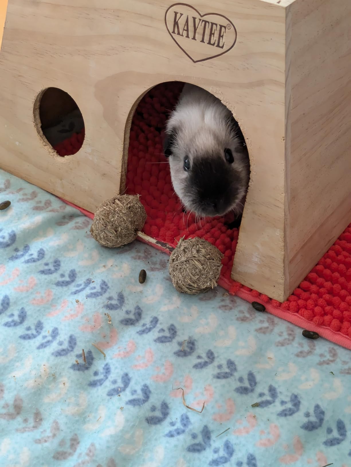 Oxbow Timbells, Rabbit Toys & Guinea Pig Chew Toys, Timothy Hay Bunny Chew | Natural Timothy Hay Chew Toys For Rabbits, Guinea Pigs, Hamsters, Chinchillas & Rats, Cage Enrichment, Supports Dental Health customer photo 2