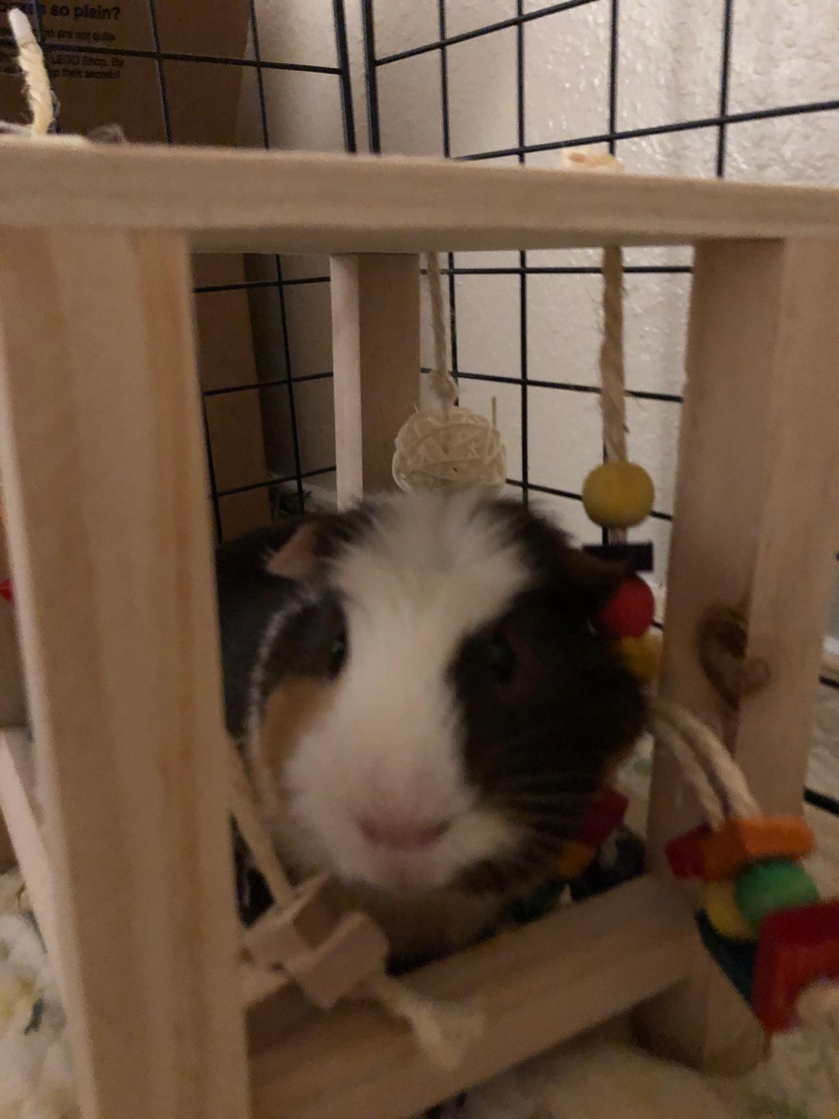 Oxbow Play Table, Rabbit & Guinea Pig Toys, Natural Wood Play Table For Rabbits, Guinea Pigs, Hamsters, Chinchillas & Rats, Bunny Enrichment Toys customer photo 1