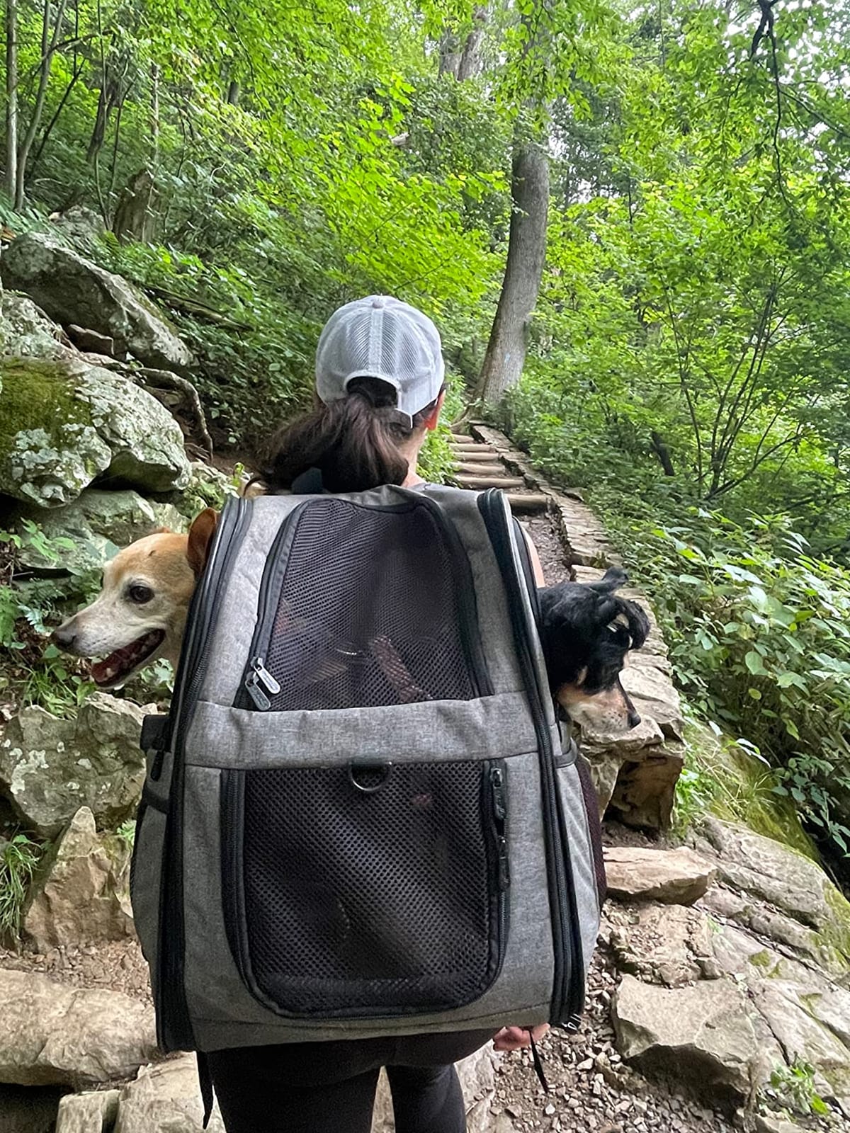 Apollo Walker Cat Carrier Backpack for Small Dogs and Cats Up to 18 lb customer photo 1