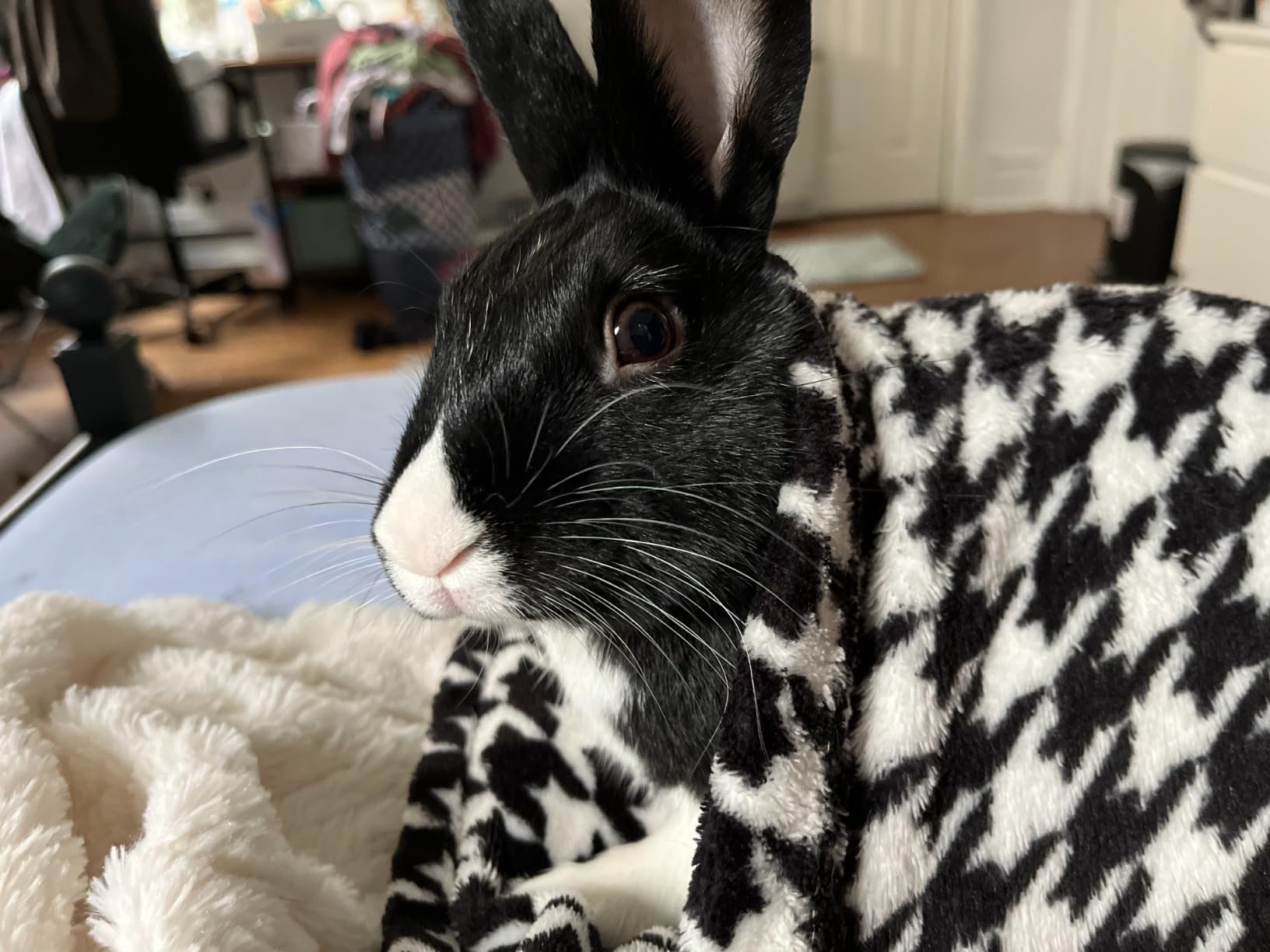 HealthyGut Probiotics for Rabbits Dietary Supplement, All-Natural Digestive System Formula (120 Servings) customer photo 1