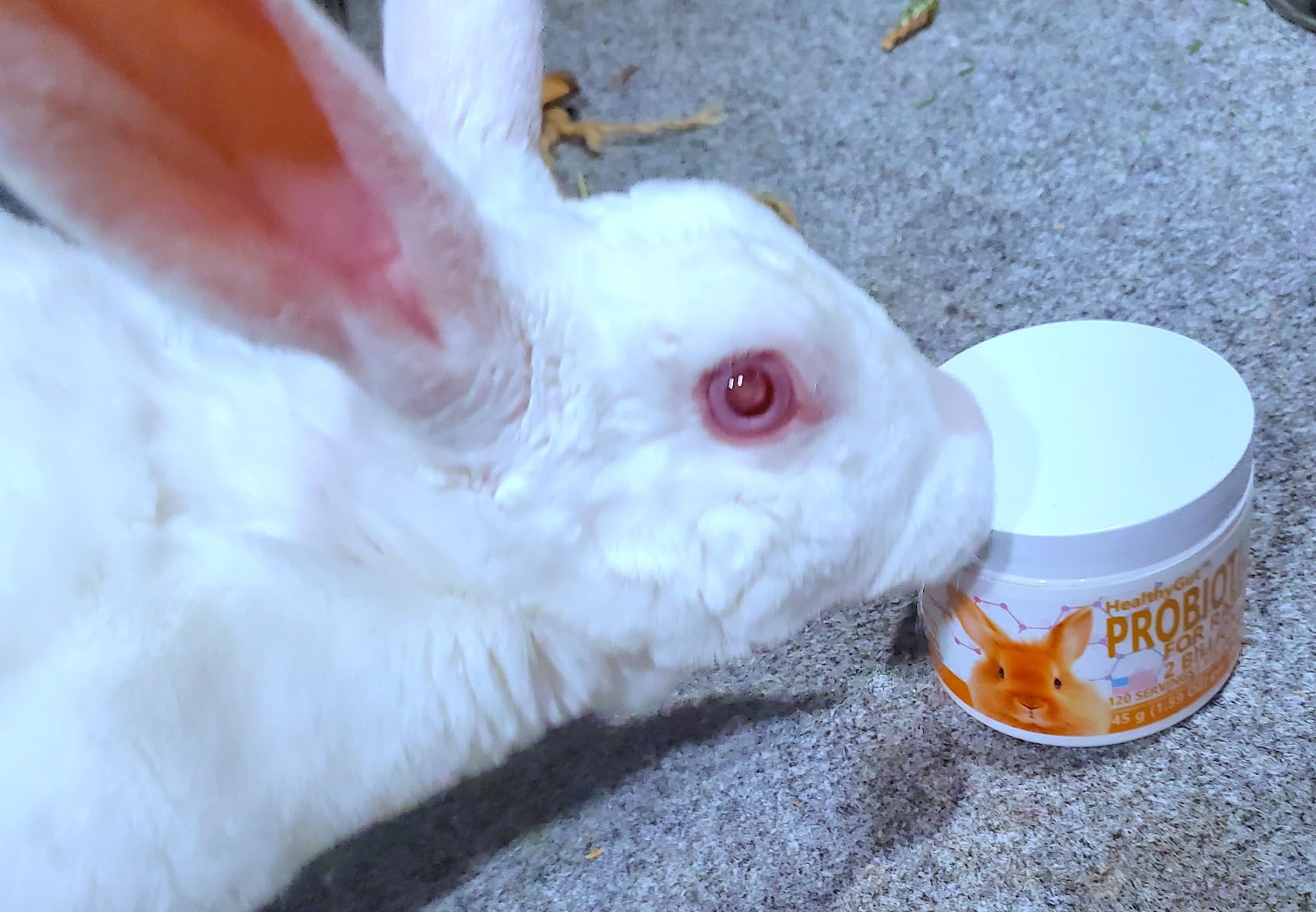 HealthyGut Probiotics for Rabbits Dietary Supplement, All-Natural Digestive System Formula (120 Servings) customer photo 2