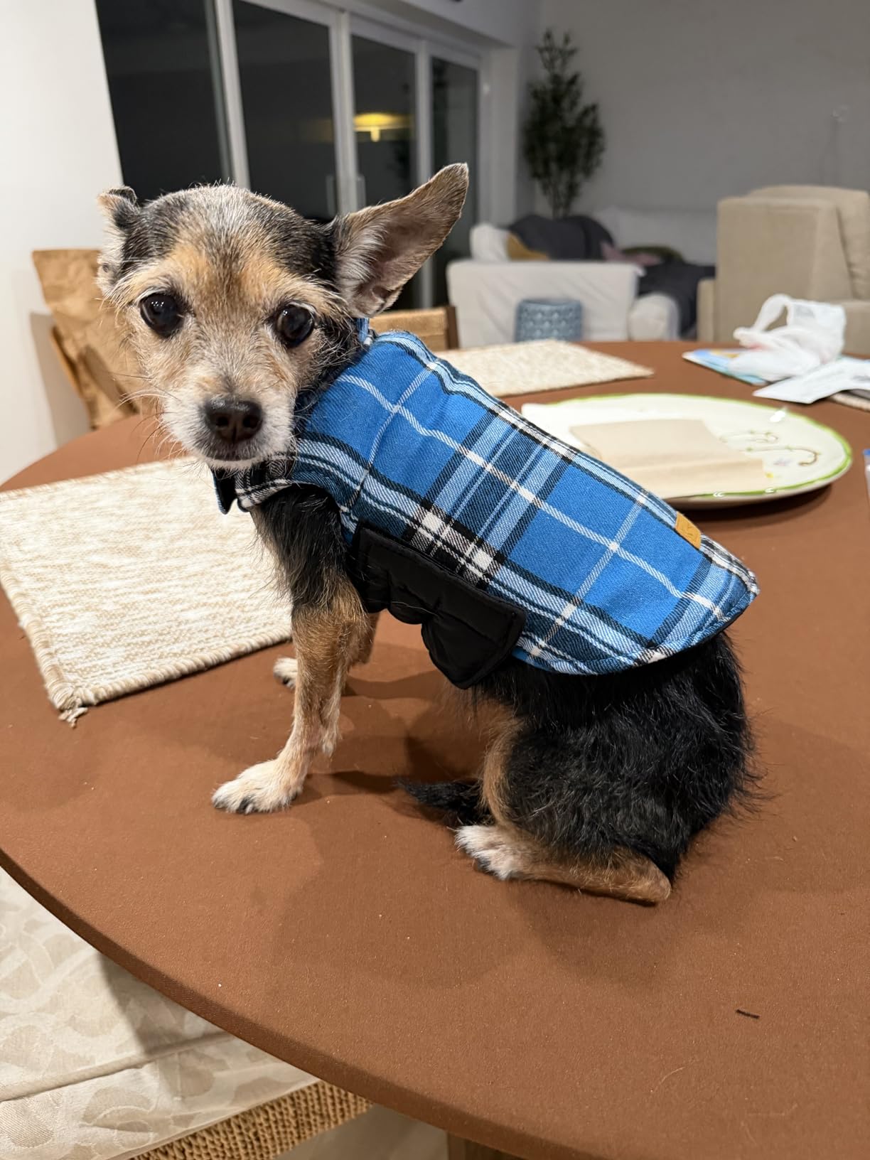 Kuoser Waterproof Dog Coat, Warm Reversible Dog Jacket with Leash Hole customer photo 1