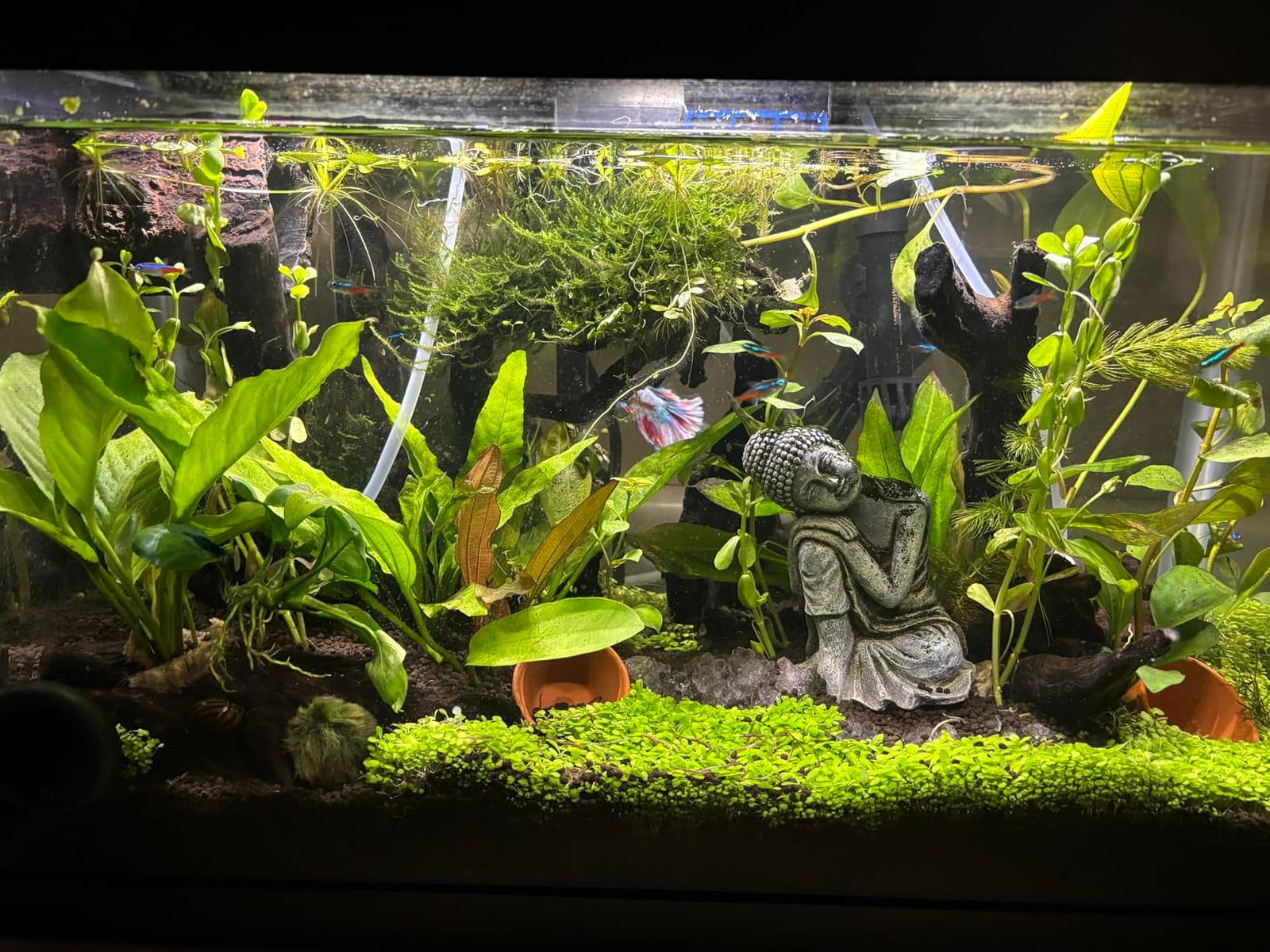 LANDEN Aqua Soil Substrate 5L for Natural Planted Aquarium customer photo 1