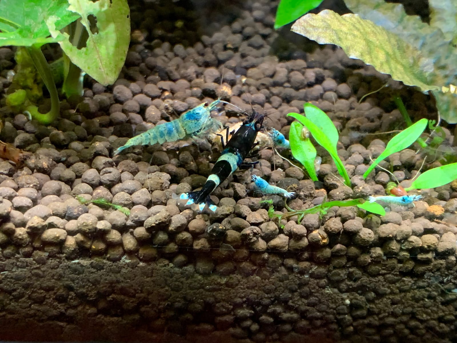 LANDEN Aqua Soil Substrate 5L for Natural Planted Aquarium customer photo 2