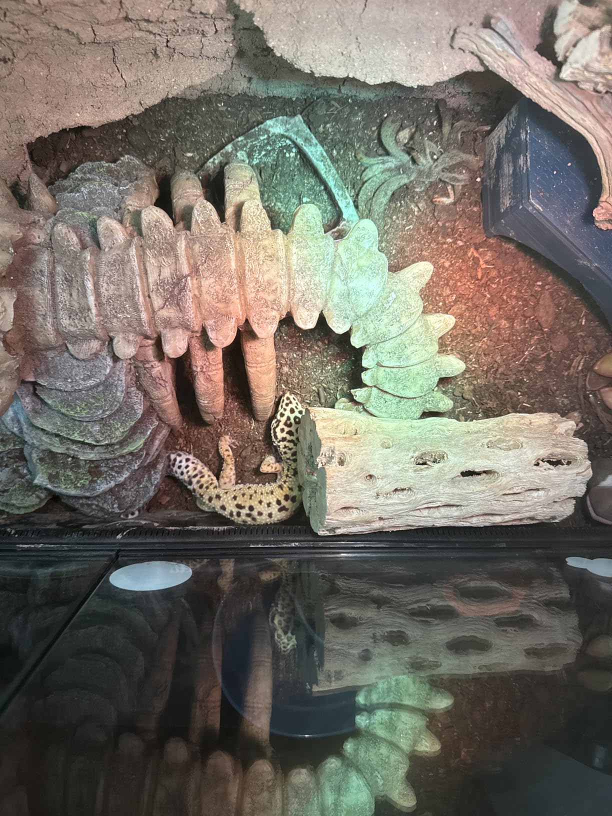 The Bio Dude Terra Sahara Bioactive Reptile Substrate 6 quarts for terrariums and vivariums. Great Bedding for Bearded Dragons, Uromasatyx, Leopard Geckos, Sand Boas and Desert Plants customer photo 2