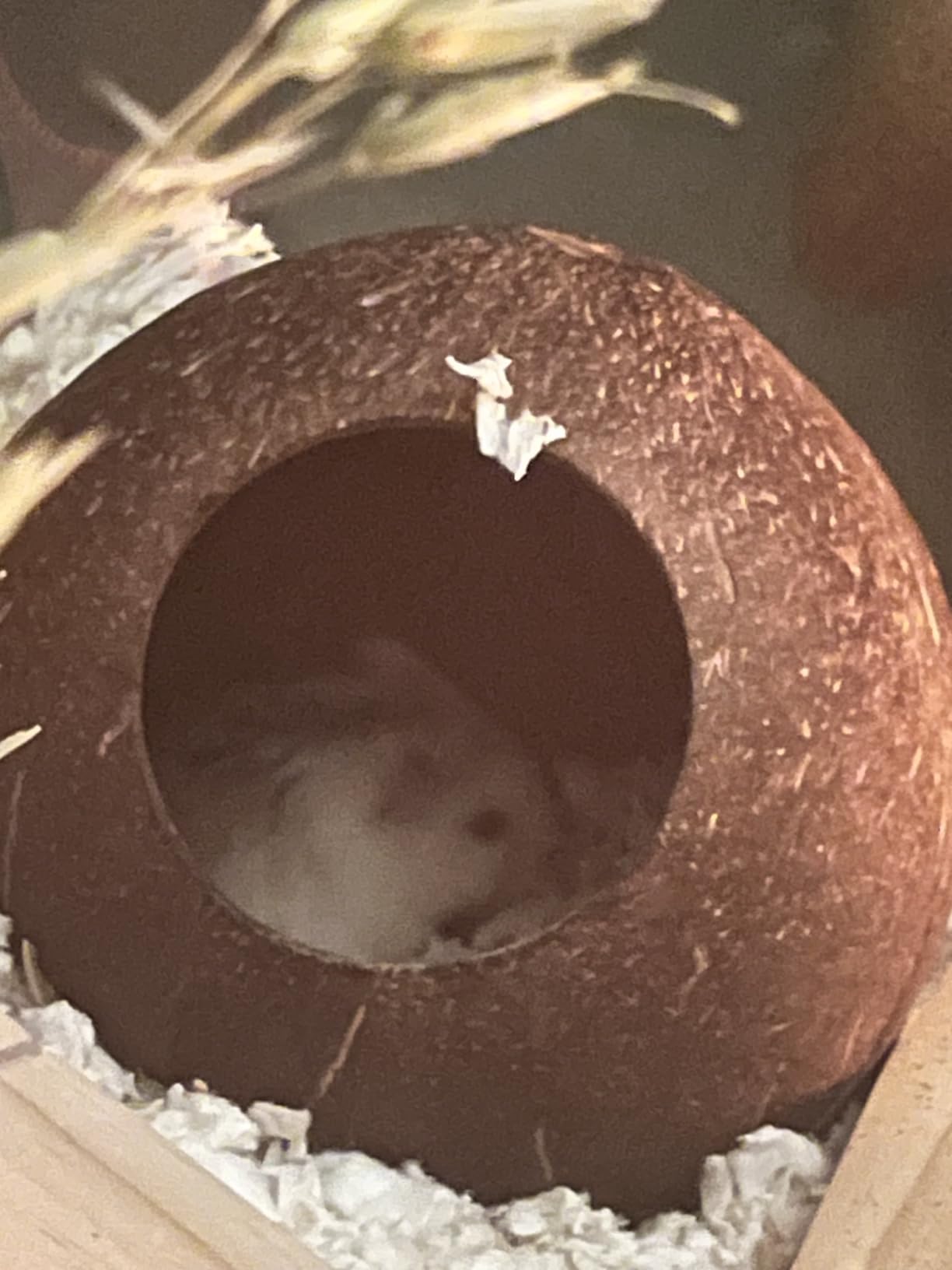 andwe Coconut Hut Hamster House Bed Natural Gerbils Hideout | Unique Habitat Decor for Gerbils Mice Small Animal Cage customer photo 1