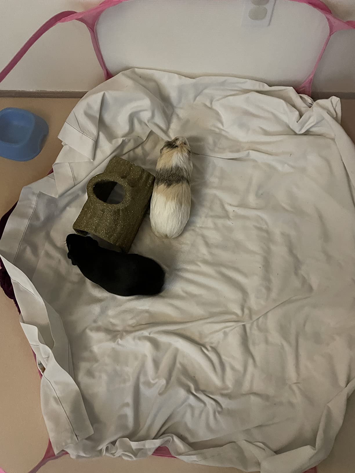 Rypet Guinea Pig Playpen Pop-Up customer photo 1